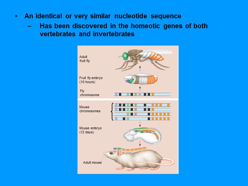 An identical or very similar nucleotide sequence Has been discovered in the homeotic genes An identical or very similar nucleotide sequence Has been discovered in the homeotic genes